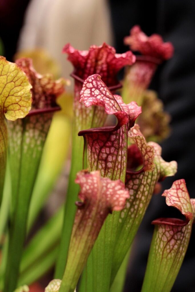Plantas que comem insetos: entre a beleza e a sobrevivência em Curiosidades Sarracenia purpurea