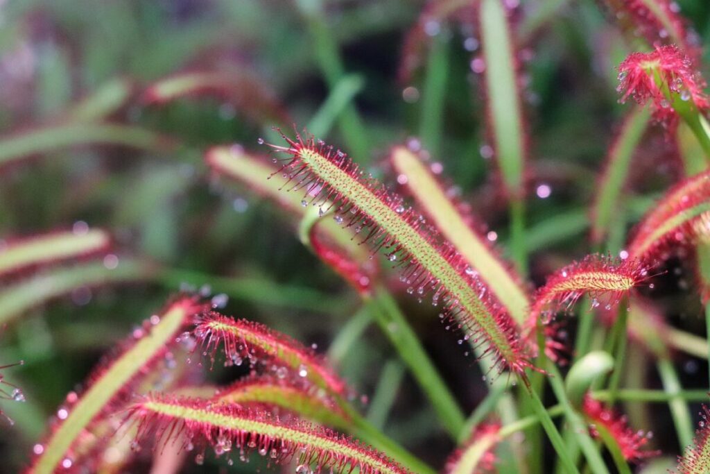 Plantas que comem insetos: entre a beleza e a sobrevivência em Curiosidades Drosera capensis