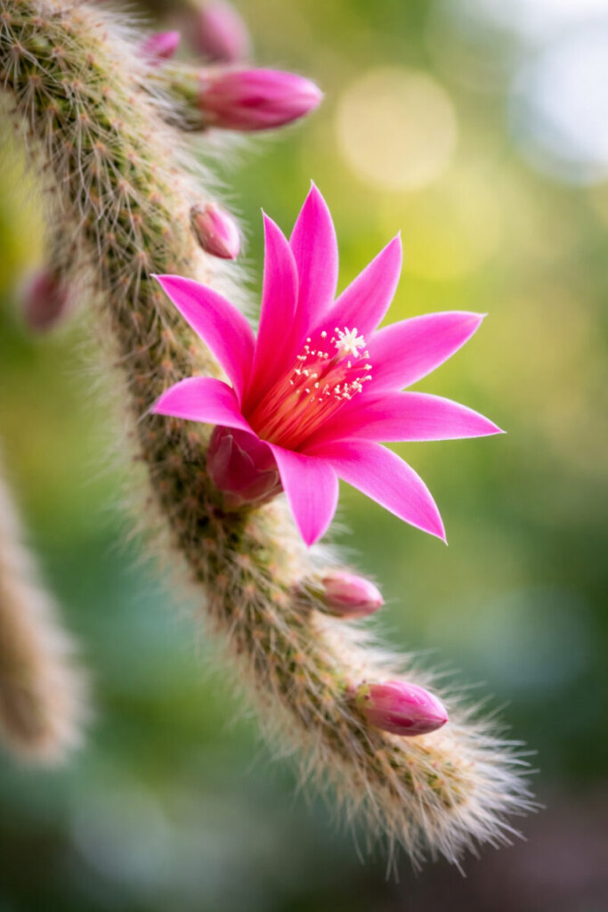 Flor de Cacto Rabo de Macaco: Guia Completo de Cultivo, Floração e Cuidados Essenciais em Exterior Cacto Rabo de Macaco