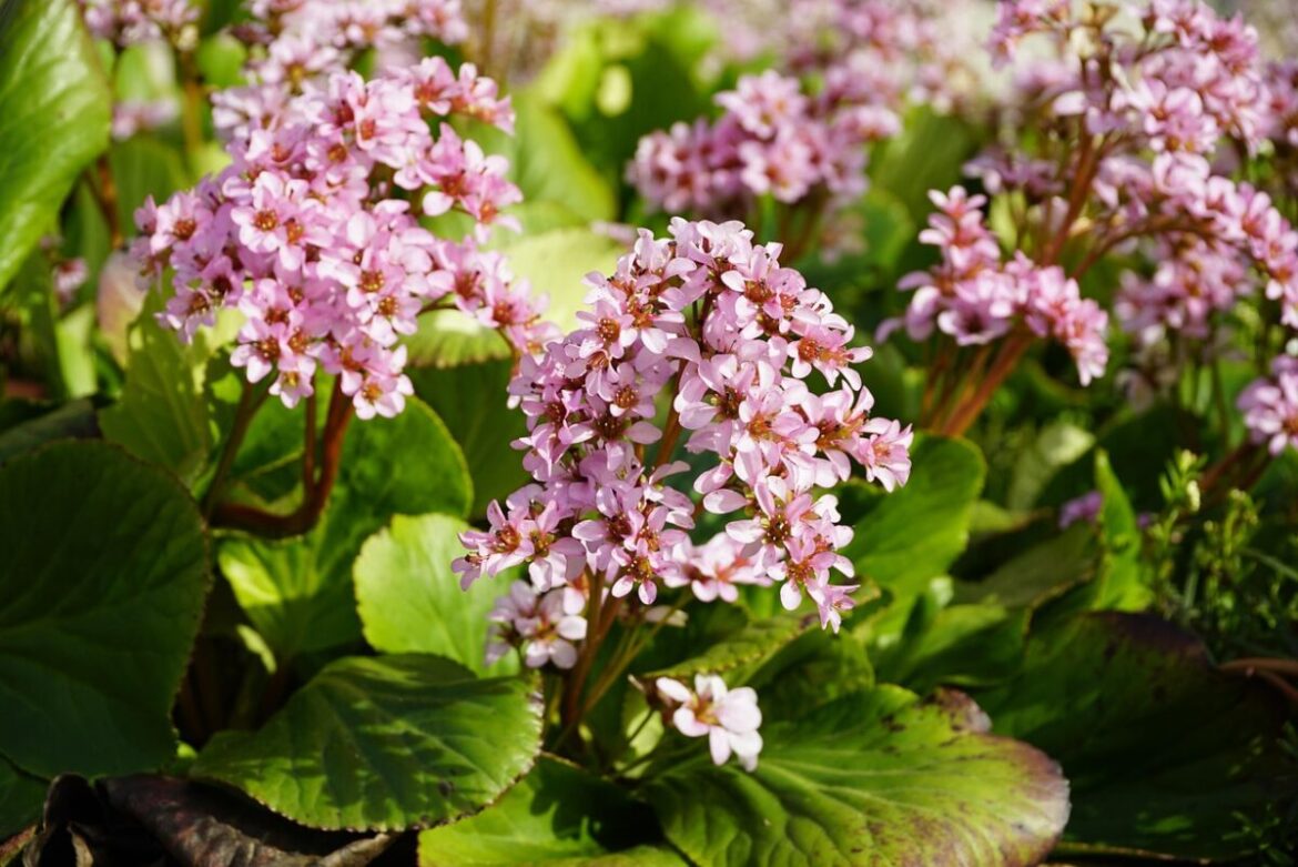 Bergenia cordifolia: a planta resistente às geadas que dá cor ao jardim no inverno