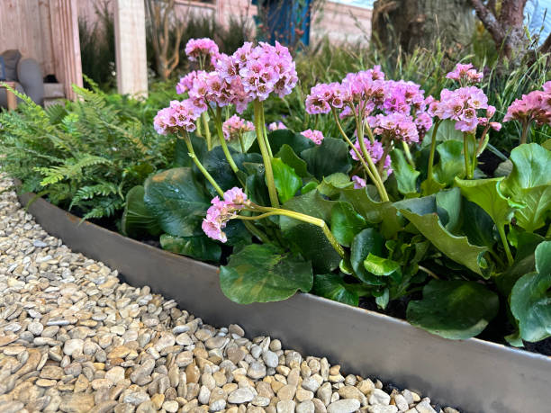 Bergenia cordifolia: a planta resistente às geadas que dá cor ao jardim no inverno em Exterior Bergenia cordifolia
