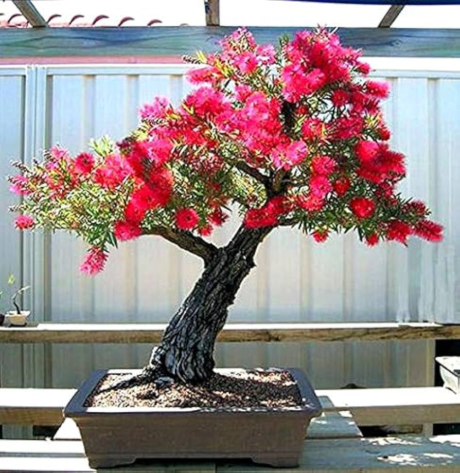 Bonsai Callistemon: Guia Essencial para um Cultivo Encantador