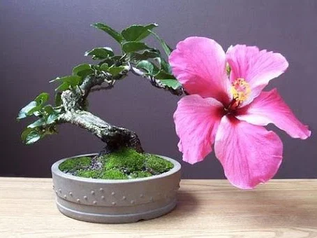 Bonsai Hibiscus: Guie-se pelo Magnífico e Eficiente Cultivo