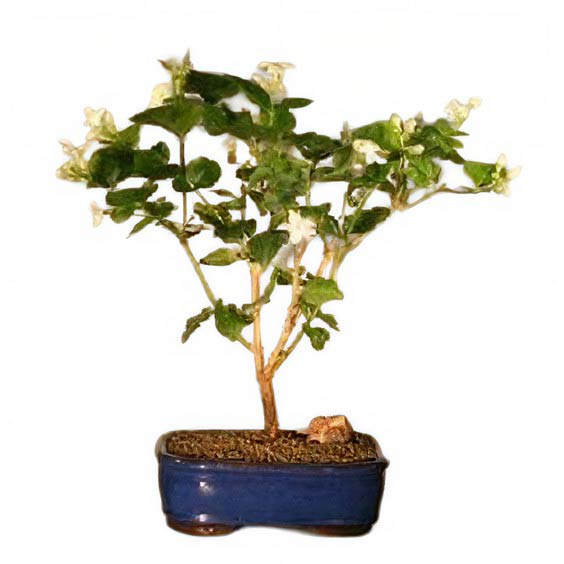 Bonsai Jasminum sambac: Incrível e Imperdível!