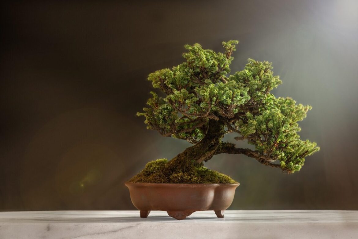 Bonsai Juniperus chinensis: Exclusivo e Incrível!