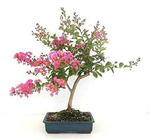 Bonsai Lagerstroemia: Transformação Esplêndida e Acessível