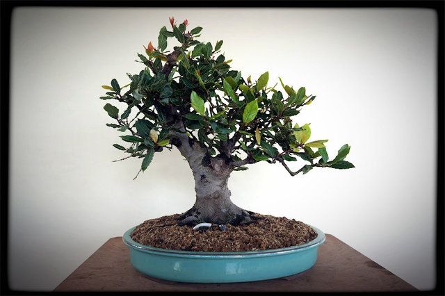 Bonsai Laurus nobilis: Guia Exclusivo e Essencial