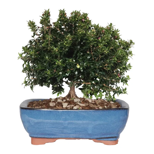 Bonsai Myrtus communis: Exclusivo e Incrível!