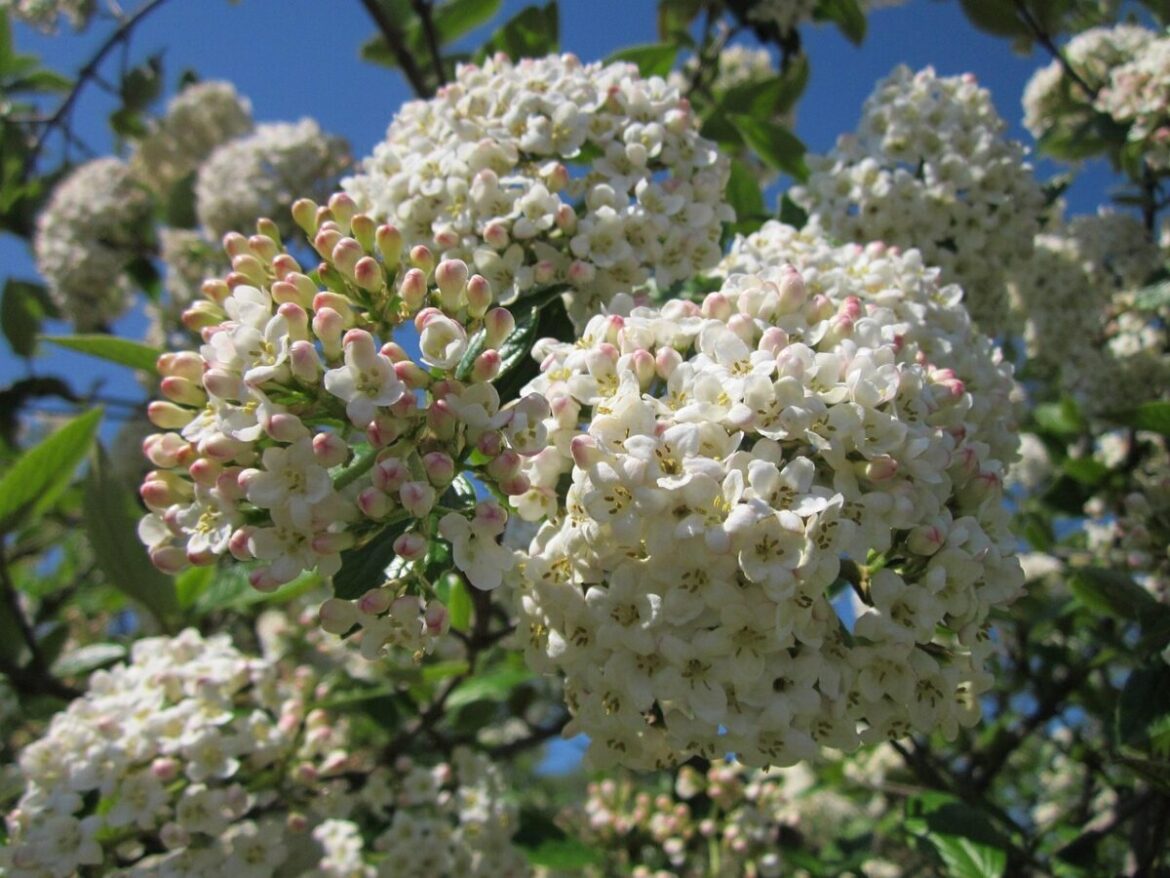 Viburnum tinus: características, cultivo e cuidados do folhado no jardim