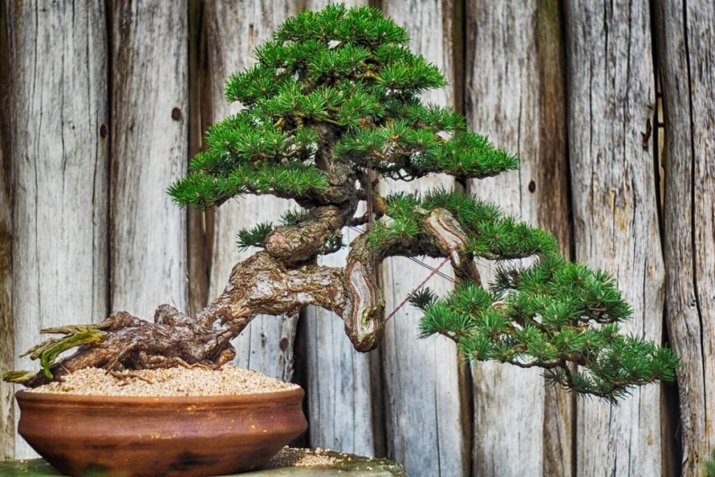 Bonsai Juniperus chinensis: Exclusivo e Incrível! em Bonsai Juniperus chinensis