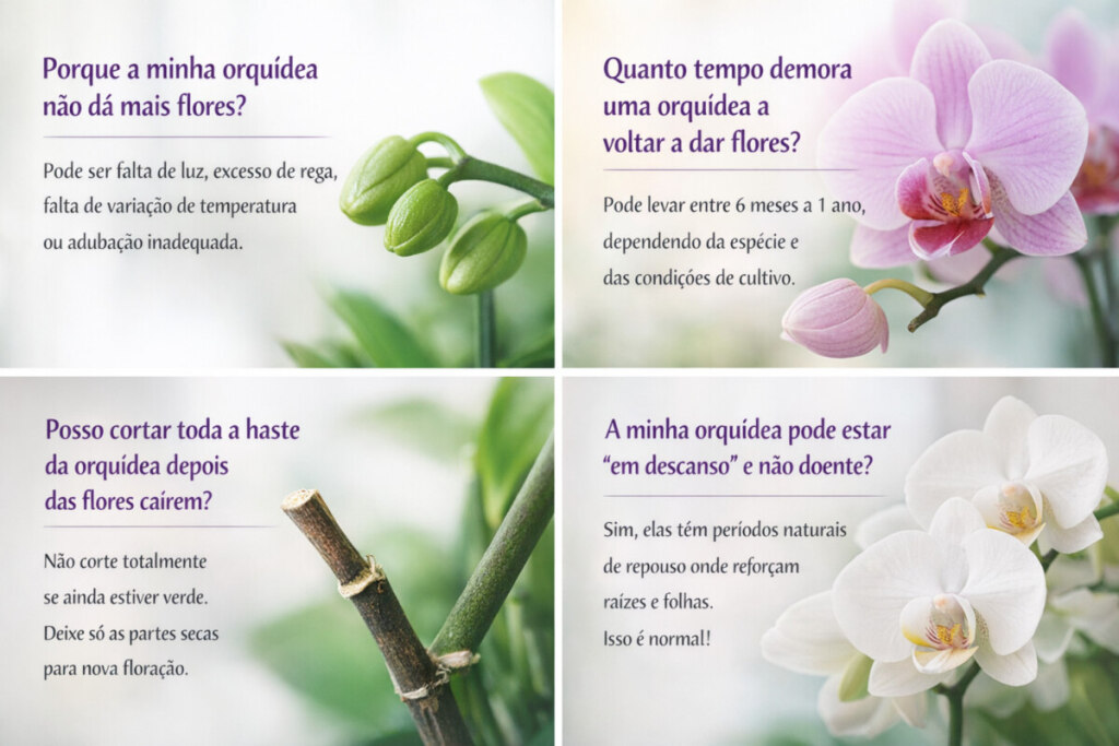 Porque é Que a Orquídea Não Dá Flores? Causas e Soluções em Interior Porque é Que a Orquídea Não Dá Flores? Causas e Soluções