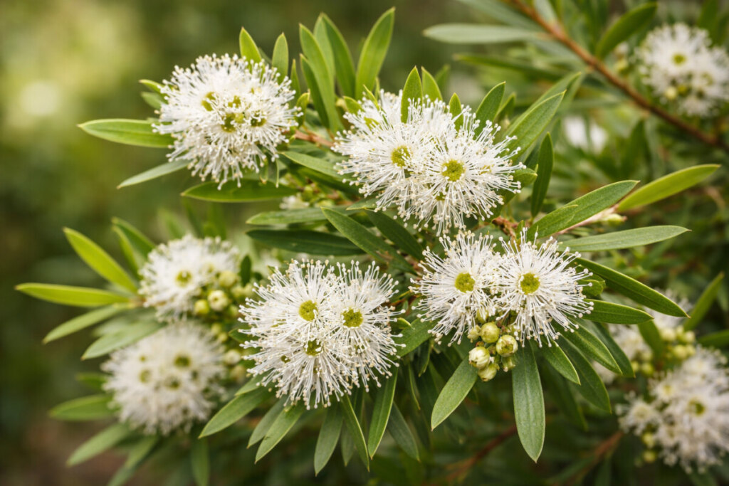 Melaleuca alternifolia: para que serve esta planta medicinal? em Plantas medicinais Melaleuca alternifolia