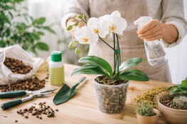 Tudo sobre Bordo Vermelho | Blog das flores