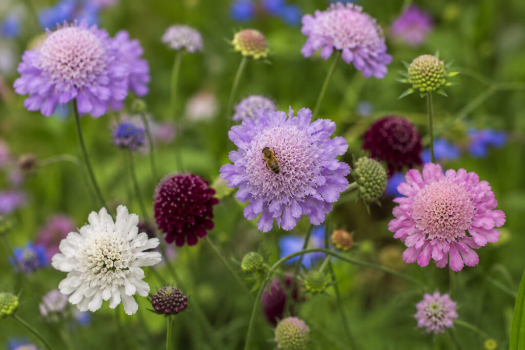 Scabiosa: A Flor Delicada e Encantadora Para Jardins Cheios de Vida em Exterior scabiosa